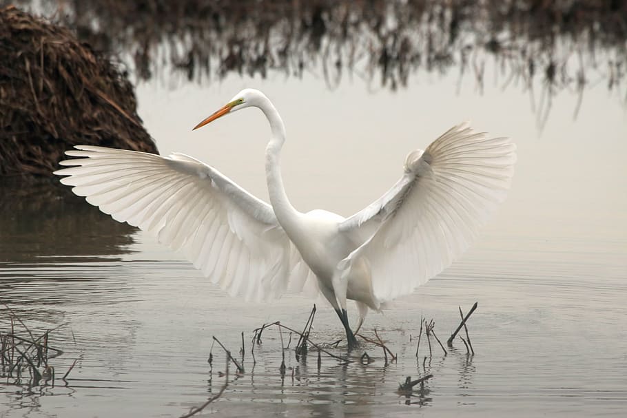 white bird on body of water near grass, photo, swan, long, neck