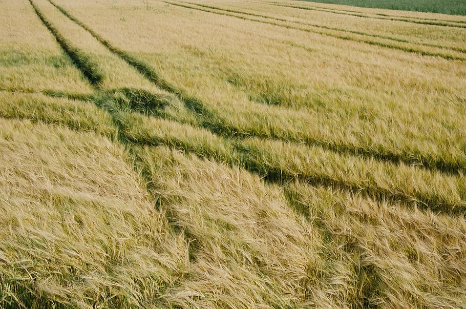 fields, grass, tracks, country, agriculture, plant, rural scene HD wallpaper