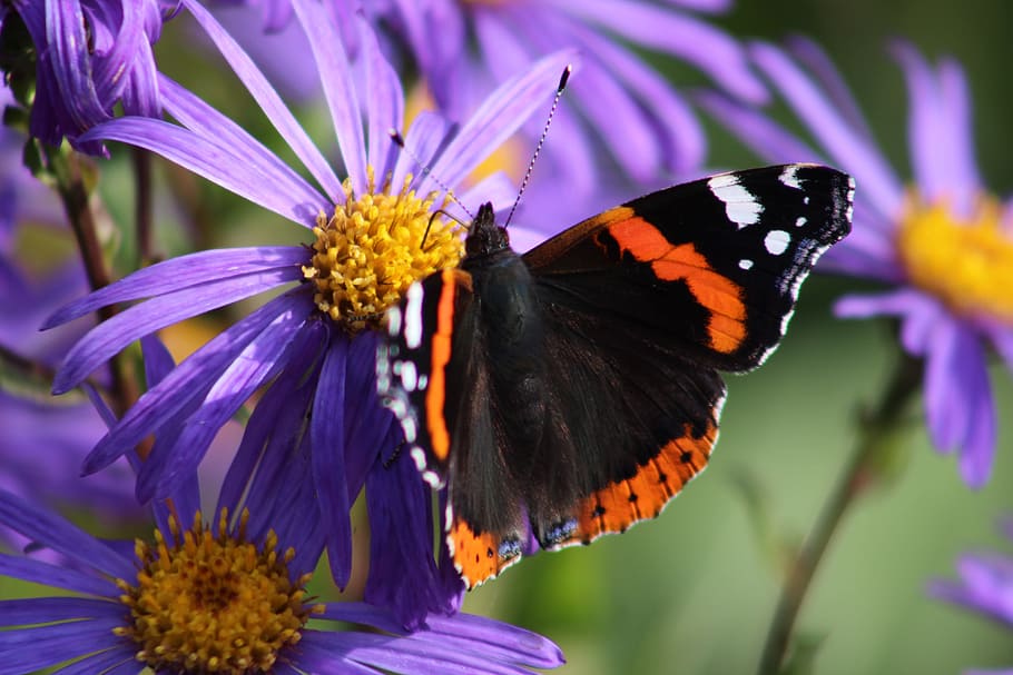 butterfly, aster, flower, nature, insect, flowering plant, butterfly - insect HD wallpaper
