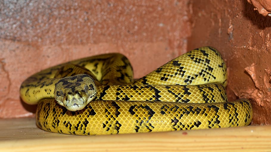 Snake, Bundled, Python, yellow black, reptile, animal, constrictor HD wallpaper