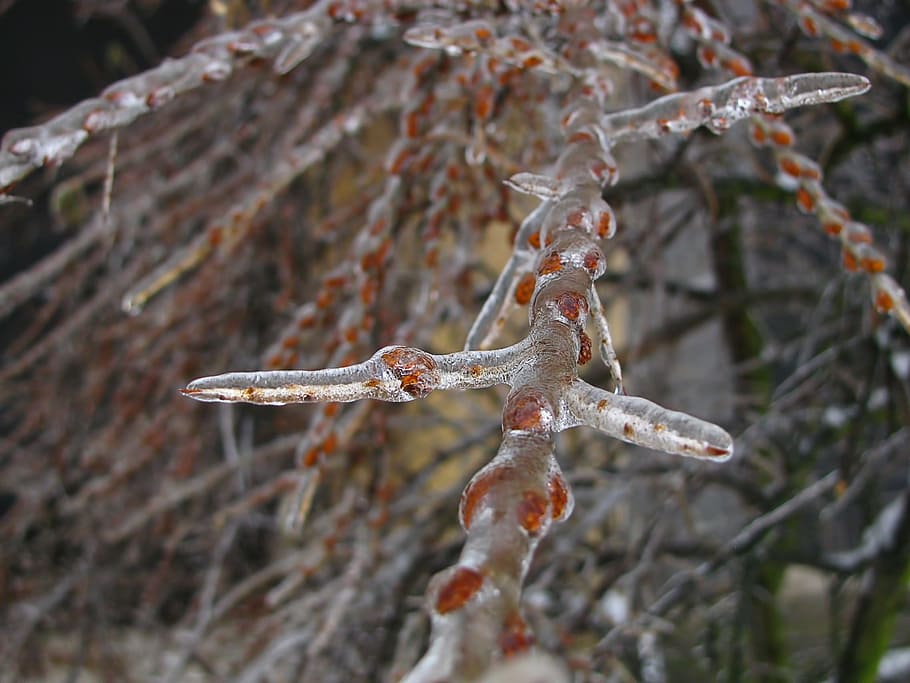 Winter, Tree, Branch, Bough, Ice, Frozen, nature, close-up HD wallpaper