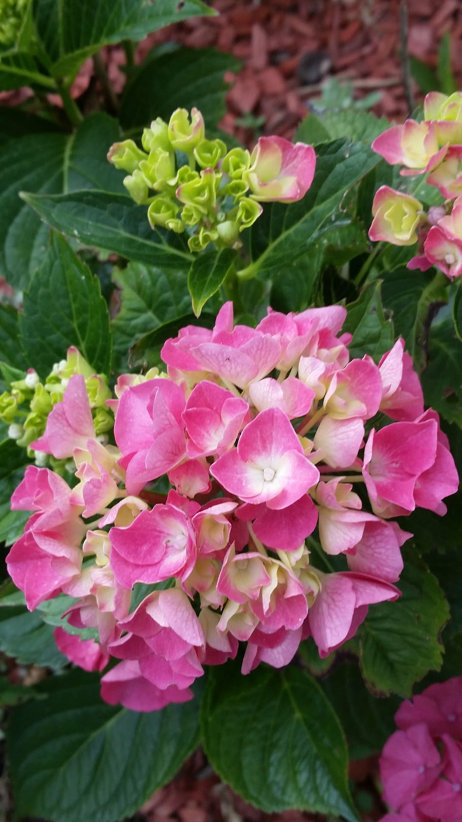 hydrangea, flower, blossom, bloom, plant, nature, pink, flowering plant HD wallpaper