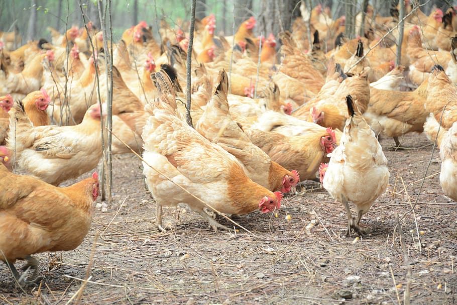 chicken, forest stocking, bird, animal themes, domestic animals HD wallpaper