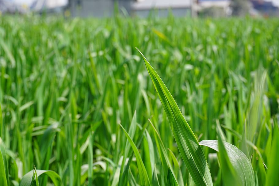 green, ye tian, background, plant, green color, field, growth HD wallpaper