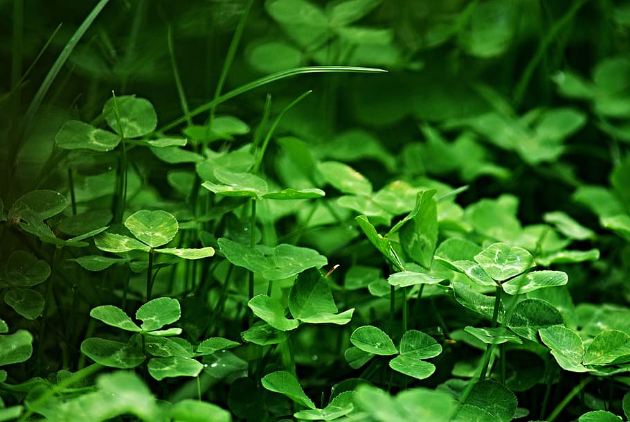 selective focus photography green clover plants, grass, macro HD wallpaper