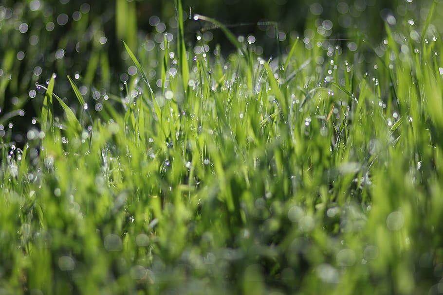 grass, dew, wet, green, bokeh, water, drop, plant, green color HD wallpaper