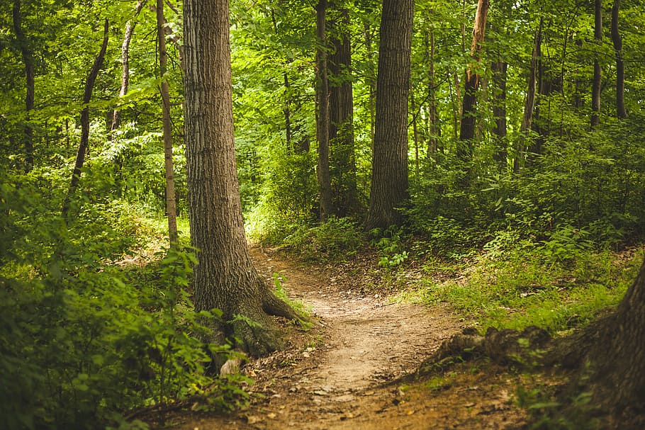 landscape photography of dirty pathway surrounded by trees and plants \ HD wallpaper