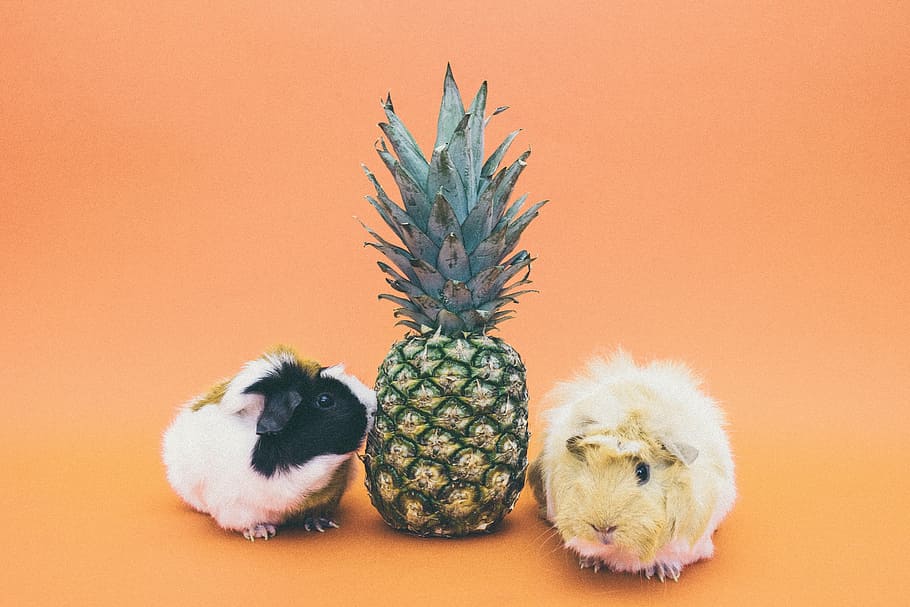 pineapple between two Guinea pigs, dessert, appetizer, fruit HD wallpaper