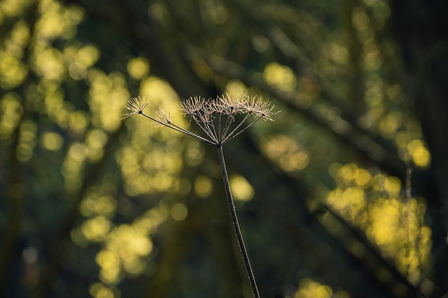 Nature, Spring, Closeup, Plant, plants, flower, growth, fragility HD wallpaper