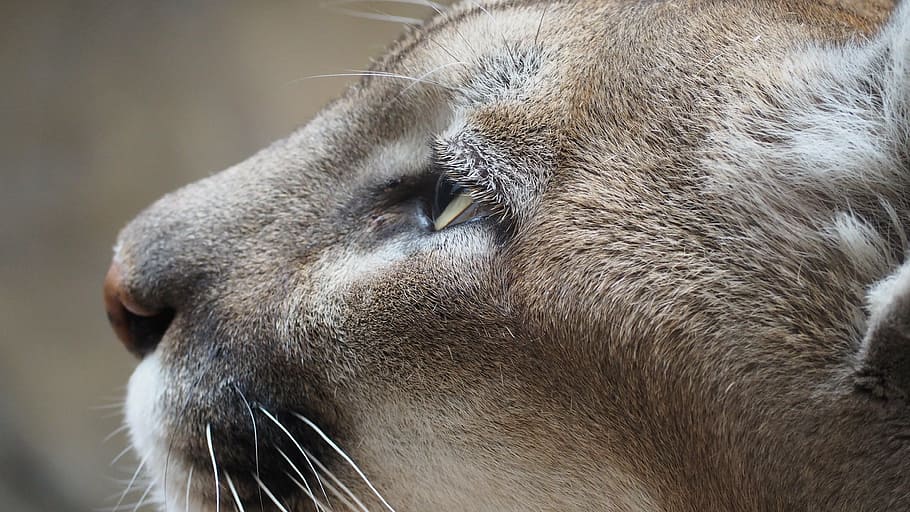 shallow focus photograpy of brown tiger, mountain lion, cat HD wallpaper