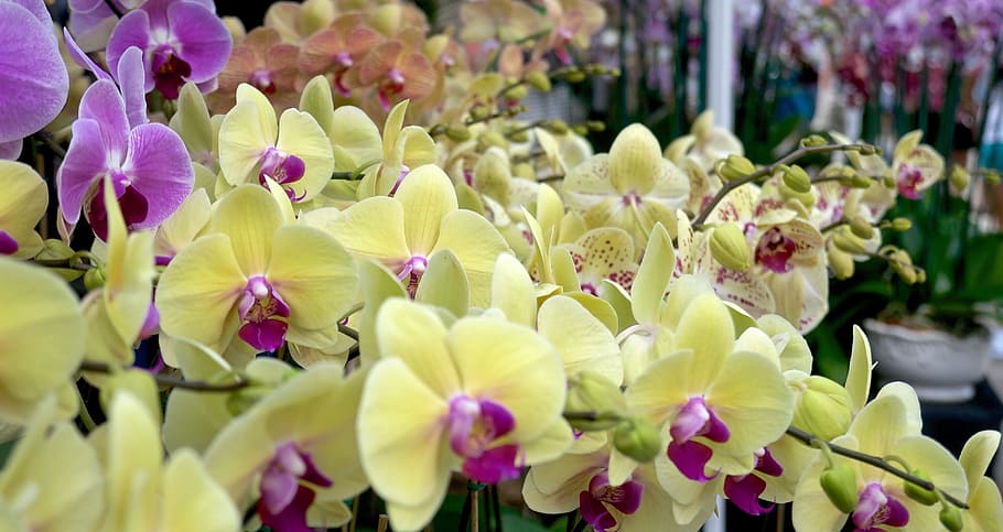 Flowers, Yellow, Nature, Summer, Floral, bright, day, colorful HD wallpaper