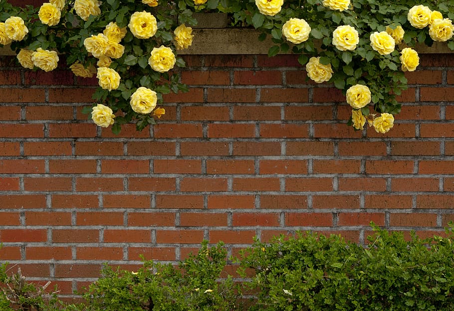 fence, rose, yellow, red brick, plant, flower, flowering plant HD wallpaper