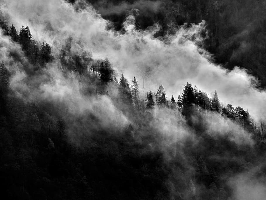 trees, forest, plants, cold, weather, smoke, nature, tranquility HD wallpaper