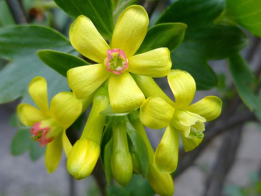 spring, flower, sunshine, yellow, bush, shrub, flowering plant HD wallpaper