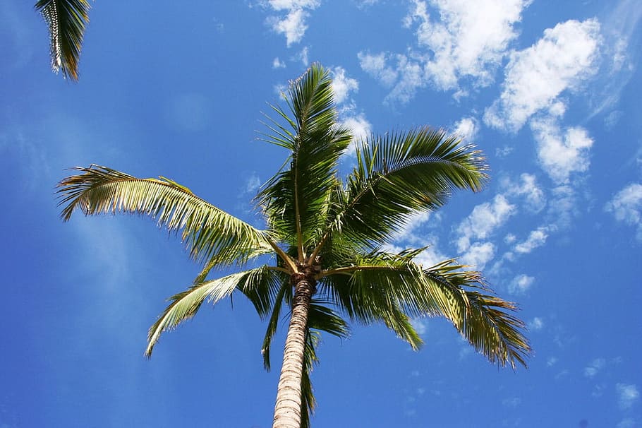 Blue, Sky, Clouds, Palm, Tree, Maui, hawaii, palm tree, tropical climate HD wallpaper