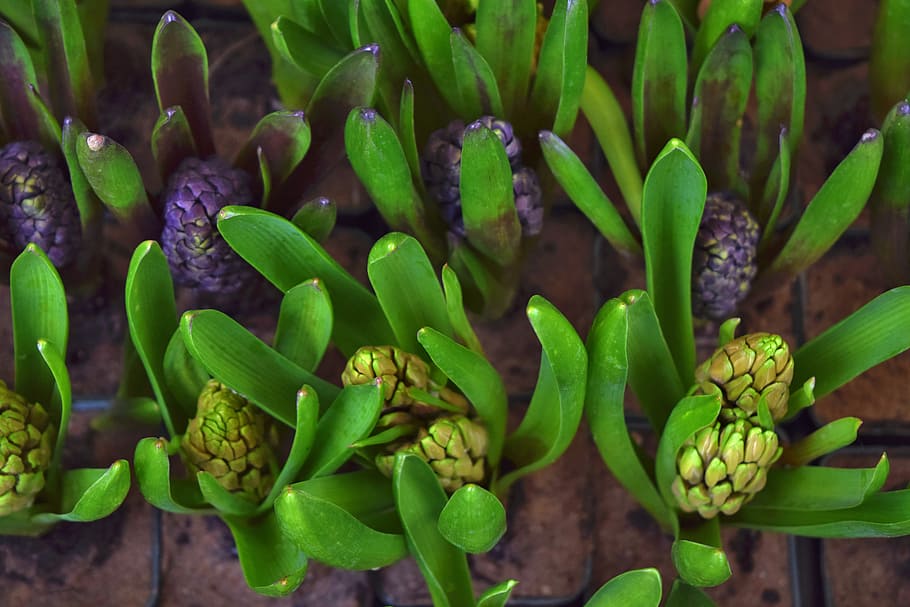 Green Succulent Plant in Macro Photography, bloom, blossom, colors HD wallpaper