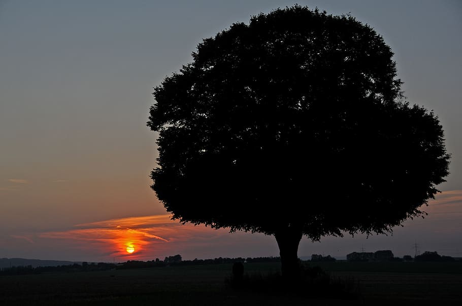 sunset, tree, abendstimmung, setting sun, romance, sky, silhouette HD wallpaper