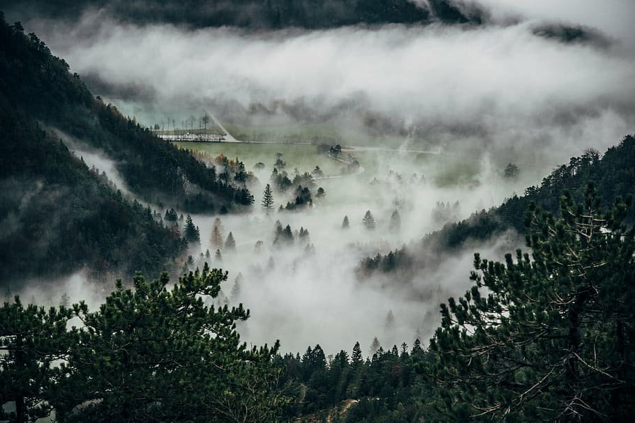 fog over forest during daytime, trees, mountains, nature, green HD wallpaper