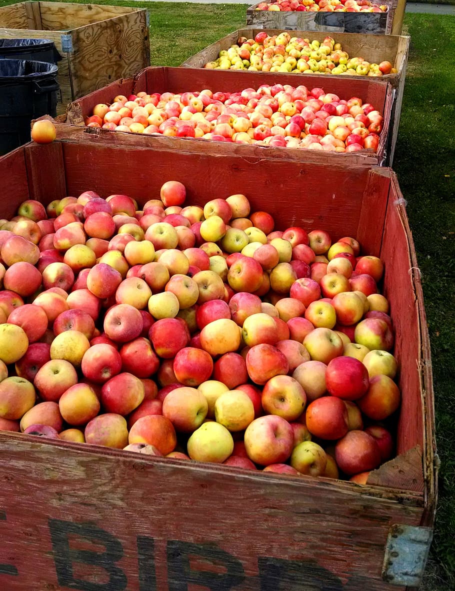 apples, fruit, harvest, fresh, natural, food, sweet, food and drink HD wallpaper