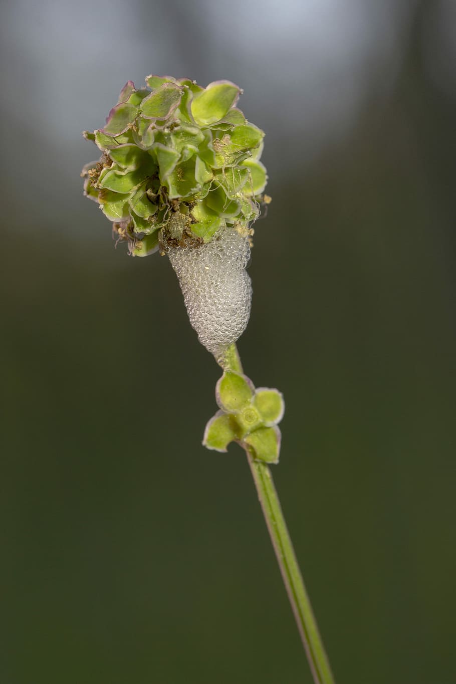 foam cicada, pointed button, burnet, plant, growth, beauty in nature HD wallpaper