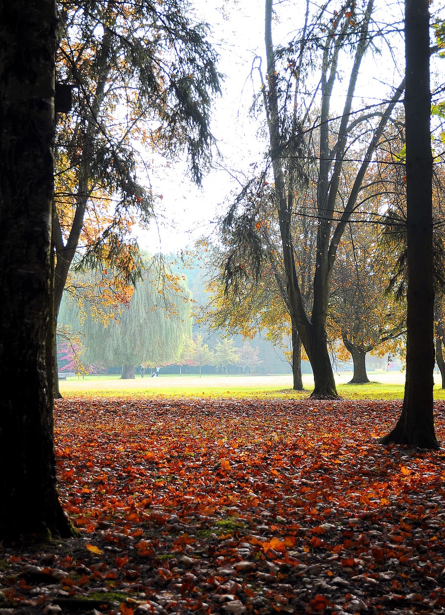trees, nature, foliage, autumn, plant, change, plant part, leaf HD wallpaper
