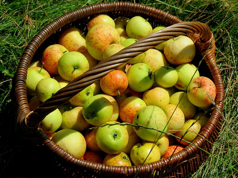fruit, apple, garden, vitamins, healthy, fruits, food, kernobstgewaechs HD wallpaper