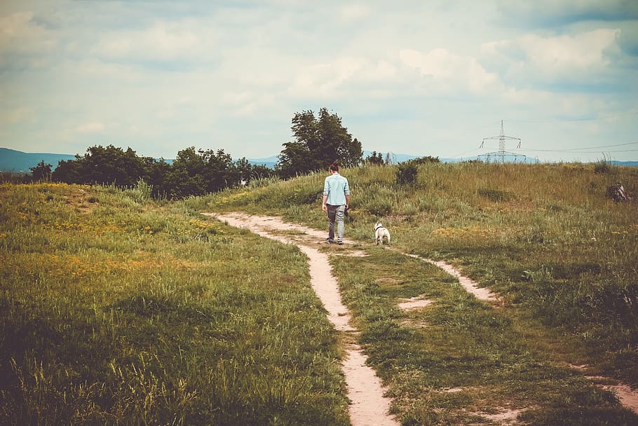 woman and white dog walking, green, grass, path, trees, plants HD wallpaper