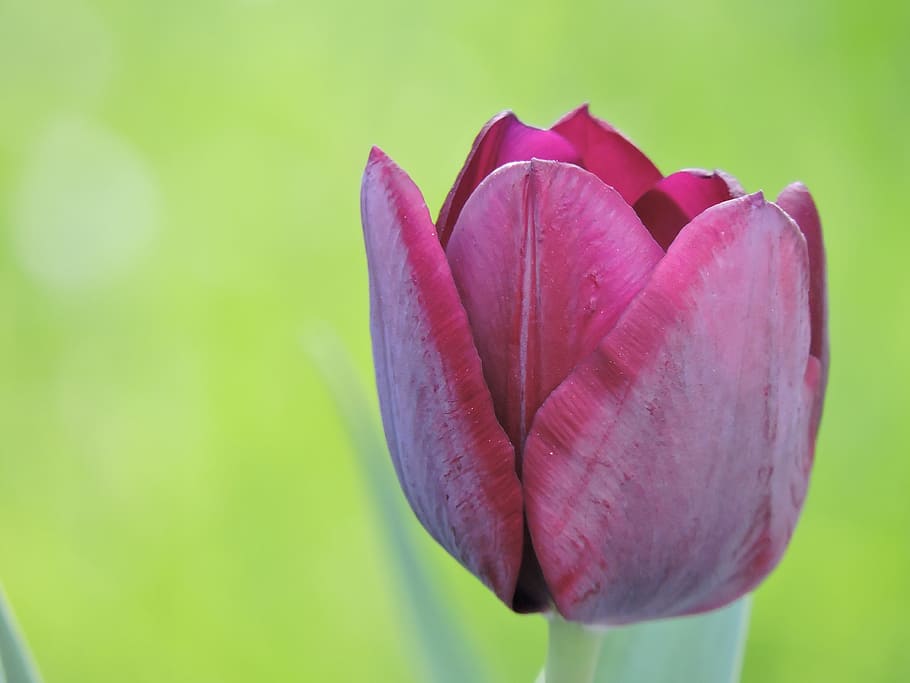Tulip, Purple, Macro, Close, flower, nature, petal, beauty in nature HD wallpaper