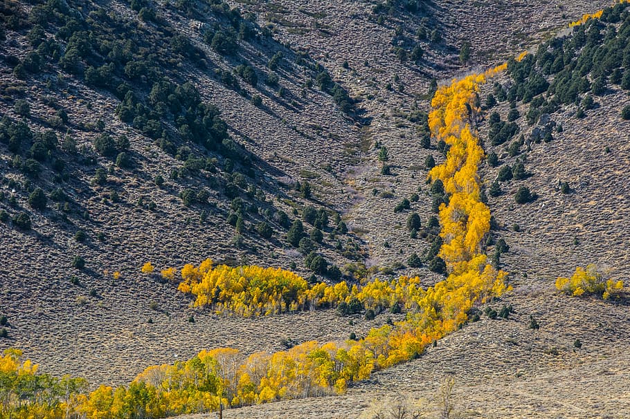 aerial photo of trees and mountain, scenery of trees and hil HD wallpaper