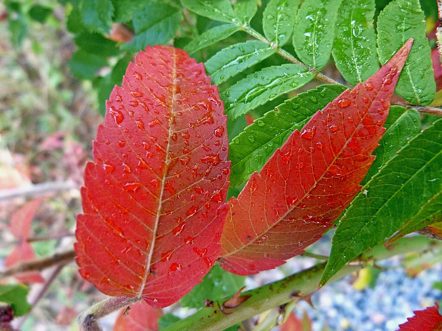 nature, leaves, macro, green, red, garden, dew drop, morning HD wallpaper