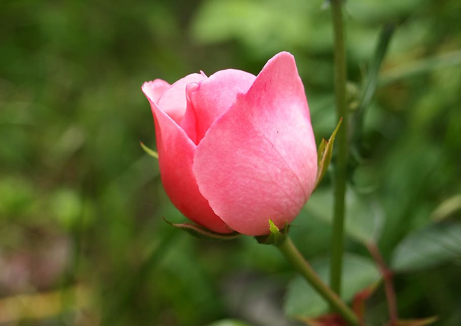 rose, blossom, bloom, red, nature, plant, pink, flower, garden rose HD wallpaper