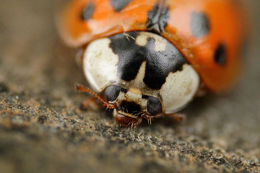 ladybug, beetle, macro, insect, nature, lucky charm, red, points HD wallpaper