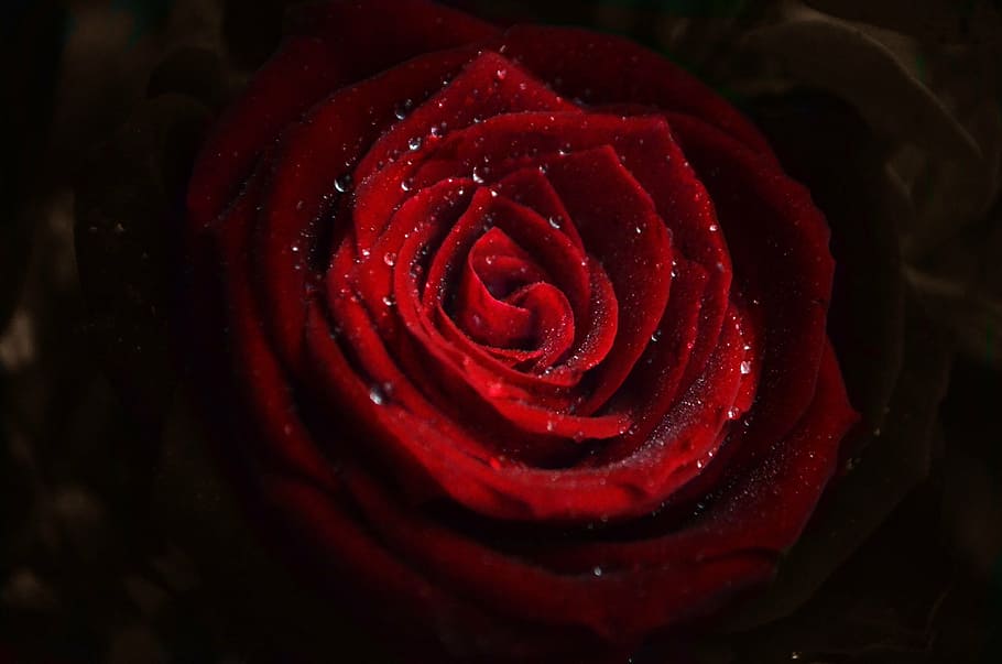 rose, flowers, red, freshness, close-up, rose - flower, beauty in nature HD wallpaper