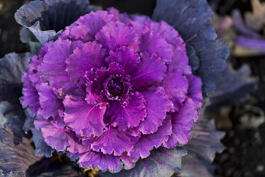 cabbage, vegetable, fresh, fresh vegetables, organic, natural HD wallpaper