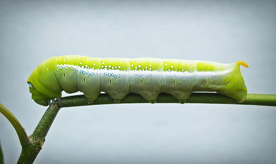 green and white caterpillar on green stem, worm, closeup, wallpaper HD wallpaper