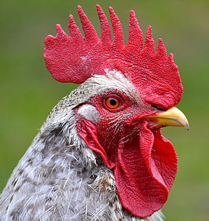 closeup photo of gray chicken, white, black rooster, hahn, head HD wallpaper