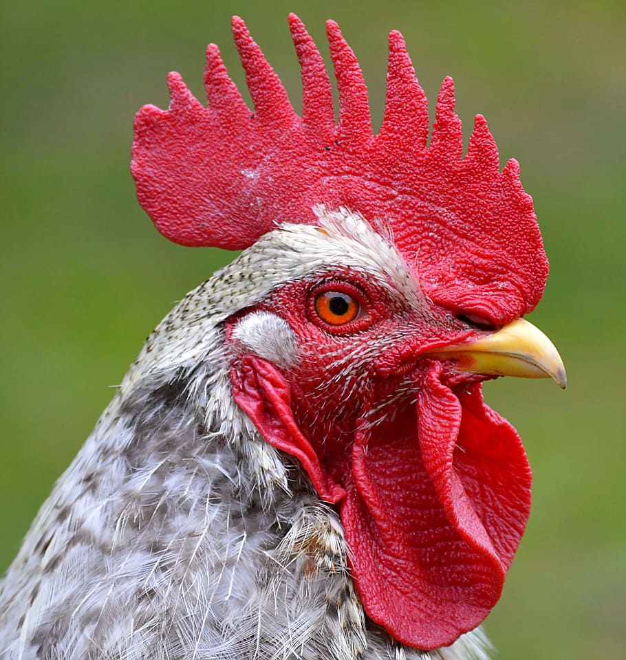 closeup photo of gray chicken, white, black rooster, hahn, head HD wallpaper