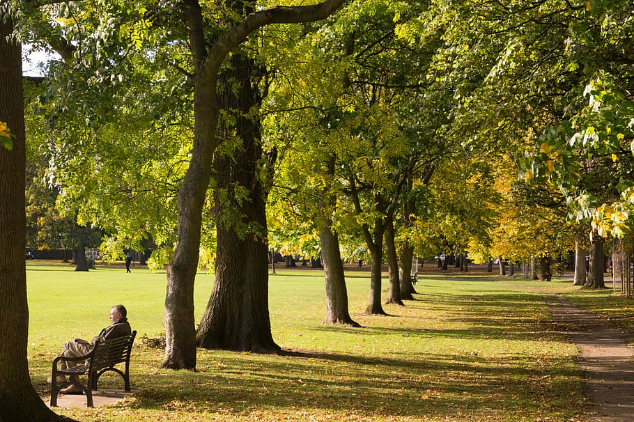 bench, daylight, environment, grass, green, landscape, leaves HD wallpaper