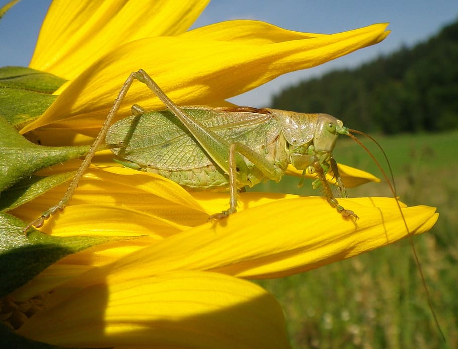 Grass, Hopper, Sun Flower, Summer, grass hopper, yellow, one animal HD wallpaper