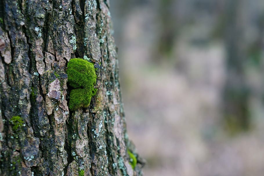 moss, tree, forest, nature, bark, fouling, log, green, structure HD wallpaper