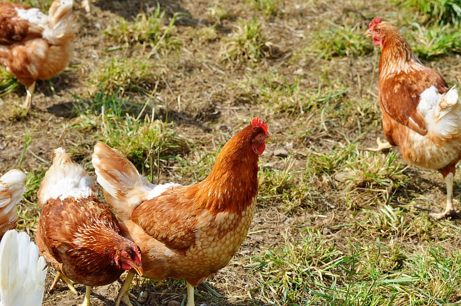 chicken, hen, poultry, pinnate, range, farm, egg, agriculture HD wallpaper