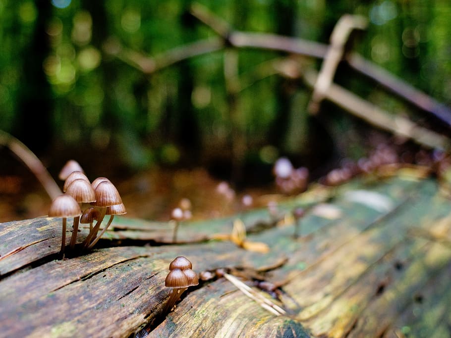 Mushrooms, Forest, Log, Germany, autumn, lower saxony, nature HD wallpaper