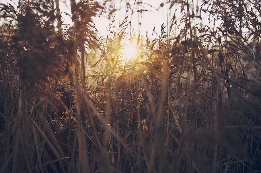 focus photo of brown leaf plant at golden hour, sunset, plants HD wallpaper