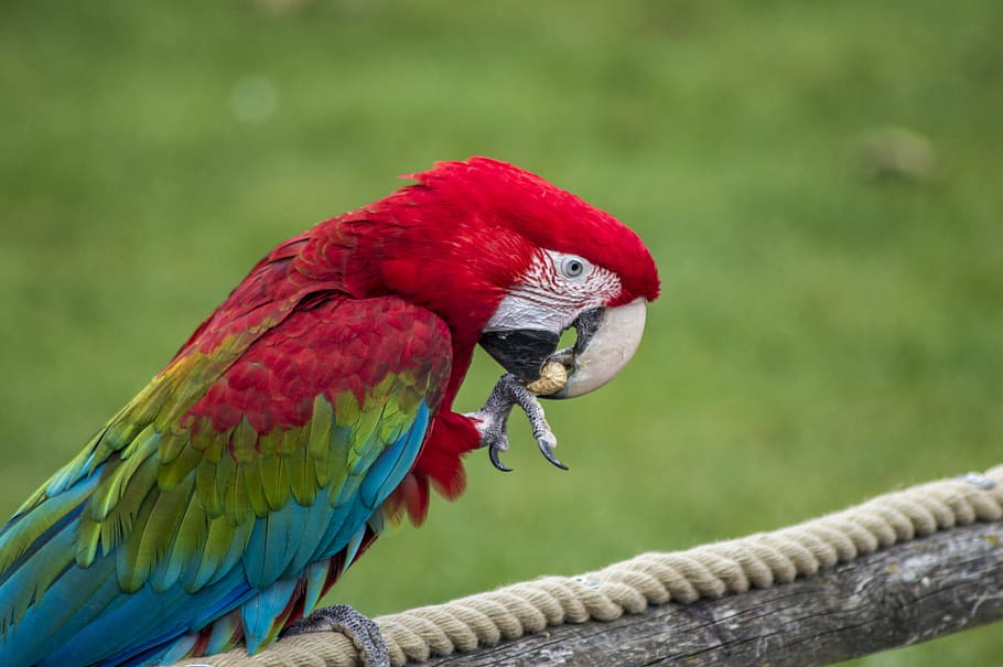 parrot, tropical, bird, macaw, colorful, wing, nature, wildlife HD wallpaper