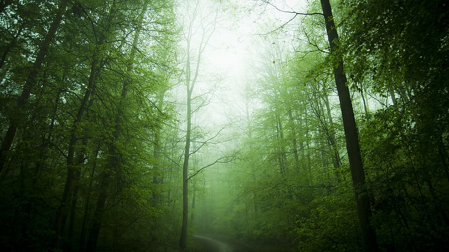 forest trees during daytime, forests, nature, landscape, morgenstimmung HD wallpaper