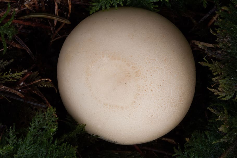 pear umbrinum, bovist, fruiting bodies, globose, weisslig, mushroom, HD wallpaper