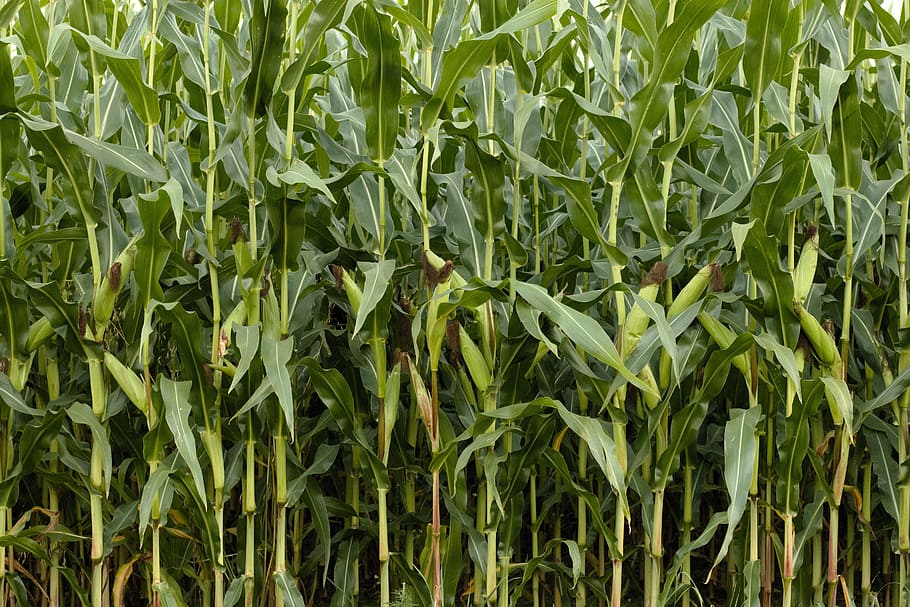 green corn field, Nature, Cornfield, agriculture, plant, corn leaves