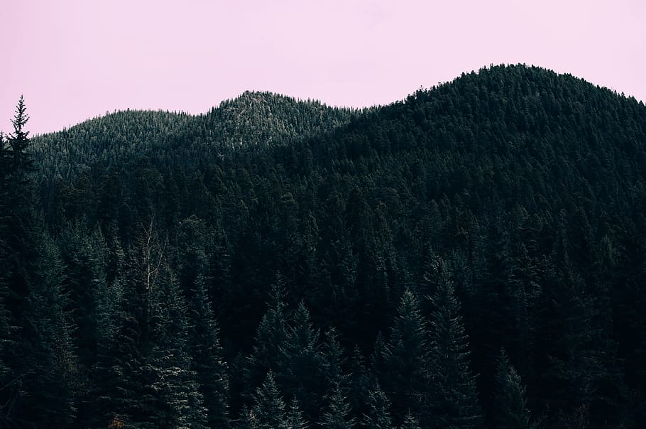 landscape photography of palm trees, bird's-eye view of forest HD wallpaper