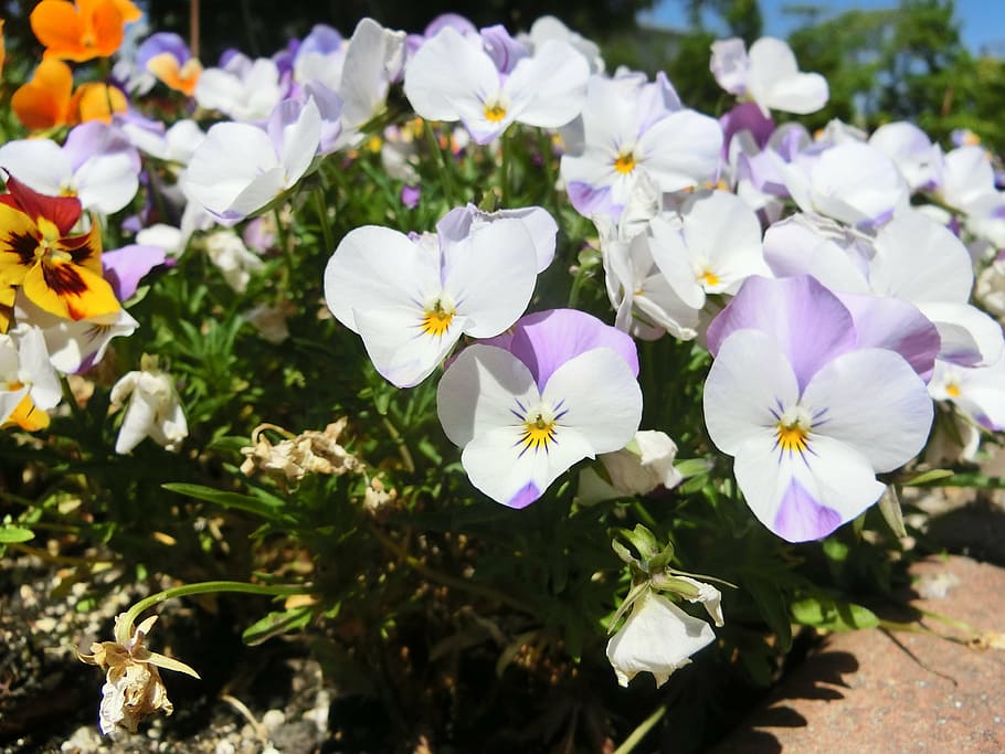 flowers, white, purple, flowering plant, freshness, fragility HD wallpaper