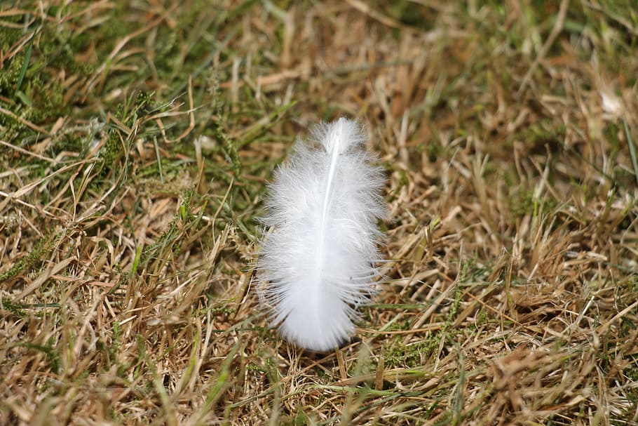 spring, white, bird feather, animal, creature, soft, fluffy HD wallpaper